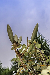 �������� ������������� (Spathodea campanulata) ���������