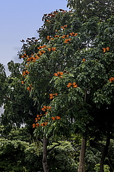 �������� ������������� (Spathodea campanulata) ���������