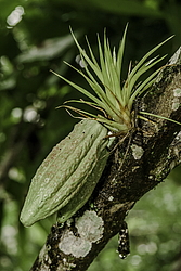 ����� (Theobroma cacao) ����������� ���������, ���������
