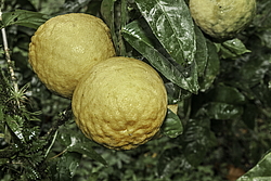 ��������� (Citrus x paradise) ����������� ���������, ���������