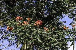 �������� ������������� (Spathodea campanulata) ���������