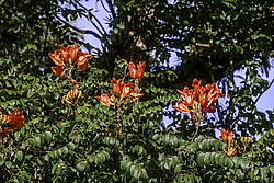 �������� ������������� (Spathodea campanulata) ���������