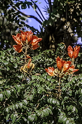 �������� ������������� (Spathodea campanulata) ���������