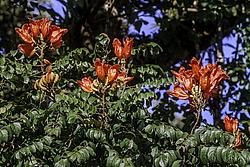 �������� ������������� (Spathodea campanulata) ���������