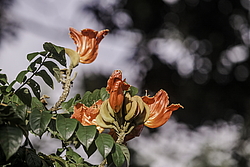 �������� ������������� (Spathodea campanulata) ���������