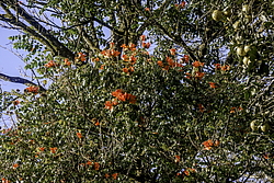 �������� ������������� (Spathodea campanulata) ���������