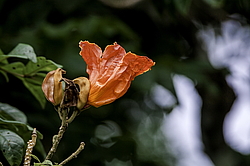 �������� ������������� (Spathodea campanulata) ���������