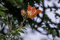 �������� ������������� (Spathodea campanulata) ���������