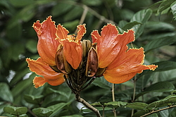 �������� ������������� (Spathodea campanulata) ���������