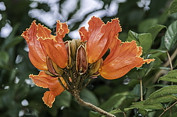 �������� ������������� (Spathodea campanulata) ���������