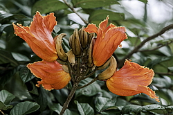 �������� ������������� (Spathodea campanulata) ���������