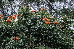 �������� ������������� (Spathodea campanulata) ���������