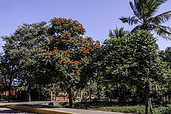 �������� ������������� (Spathodea campanulata) ���������