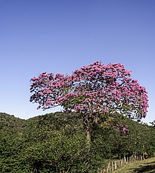 �������� ������� (Tabebuia rosea) ���������