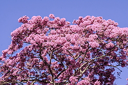 �������� ������� (Tabebuia rosea) ���������