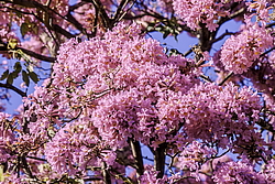�������� ������� (Tabebuia rosea) ���������