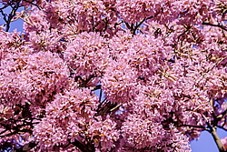 �������� ������� (Tabebuia rosea) ���������