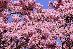 �������� ������� (Tabebuia rosea) ���������