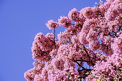 �������� ������� (Tabebuia rosea) ���������