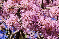 �������� ������� (Tabebuia rosea) ���������