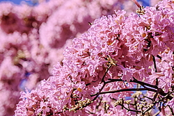 �������� ������� (Tabebuia rosea) ���������