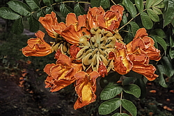 �������� ������������� (Spathodea campanulata) ���������