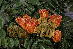 �������� ������������� (Spathodea campanulata) ���������