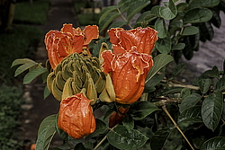 �������� ������������� (Spathodea campanulata) ���������