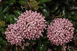 ������ ����-������� (Ixora coccinea) ���������