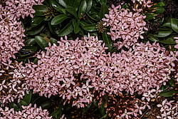 ������ ����-������� (Ixora coccinea) ���������