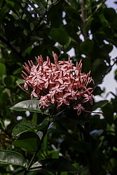������ ����-������� (Ixora coccinea) ���������