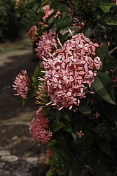 ������ ����-������� (Ixora coccinea) ���������