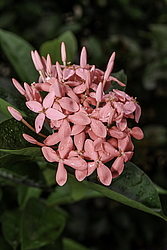 ������ ����-������� (Ixora coccinea) ���������