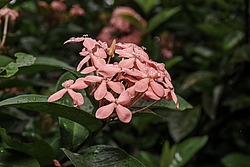������ ����-������� (Ixora coccinea) ���������