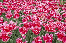 ������� ������� ����������� (Tulipa hybrida) ���� ������ �������, ����������� ������, ������