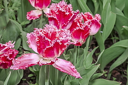 ������� ������� ����������� (Tulipa hybrida) ���� ������ �������, ����������� ������, ������