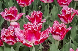 ������� ������� ����������� (Tulipa hybrida) ���� ������ �������, ����������� ������, ������