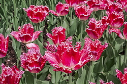 ������� ������� ����������� (Tulipa hybrida) ���� ������ �������, ����������� ������, ������