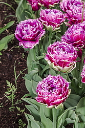 ������� ������� ����������� (Tulipa hybrida) ���� ������, ����������� ������, ������