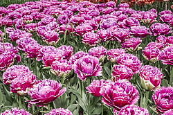 ������� ������� ����������� (Tulipa hybrida) ���� ������, ����������� ������, ������