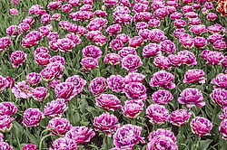 ������� ������� ����������� (Tulipa hybrida) ���� ������, ����������� ������, ������