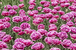 ������� ������� ����������� (Tulipa hybrida) ���� ������, ����������� ������, ������