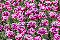 ������� ������� ����������� (Tulipa hybrida) ���� ������, ����������� ������, ������