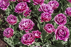 ������� ������� ����������� (Tulipa hybrida) ���� ������, ����������� ������, ������