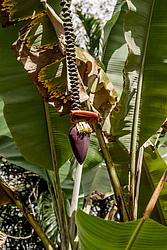 ����� ������� (Musa x paradisiaca) ���������