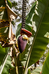 ����� ������� (Musa x paradisiaca) ���������