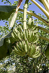 ����� ������� (Musa x paradisiaca) ���������