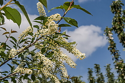 ������� ���������� (Prunus virginiana) �����������