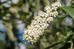 ������� ���������� (Prunus virginiana) �����������