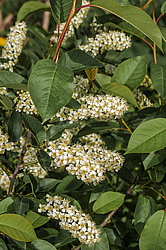 ������� ���������� (Prunus virginiana) �����������